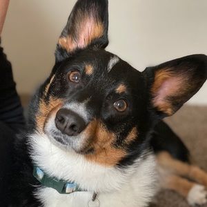 Meet your Posher, Brady